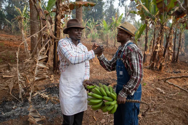 아프리카 농장에서 바나나를 악수를 합니다 사업가들 일하고 있습니다 — 스톡 사진