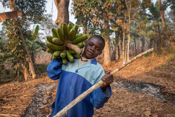 Kisgyermek Dolgozik Földeken Gyűjtött Egy Csomó Banán Plantain Afrikában Gyermekmunka — Stock Fotó