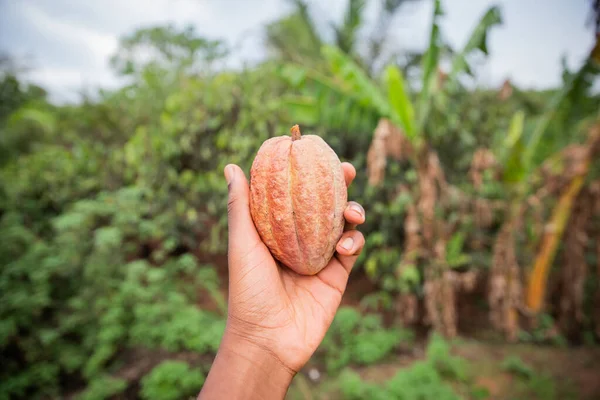 Frissen Betakarított Kakaóhüvely Egy Afrikai Theobroma Kakaóültetvényen — Stock Fotó