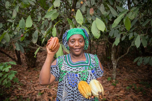 African Farmer Freshly Harvested Cocoa Pods Her Plantation — Stock Fotó
