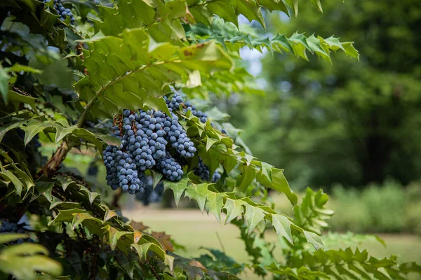 Close Oregon Grapes Ripe Ready Harvested — Stock Photo, Image