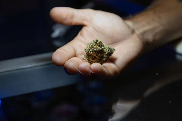 Close Hand Holding Raw Marijuana Bud — Stock Fotó