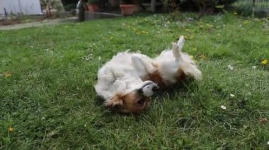 Bir köpek yerde yuvarlanıyor, küçük bir köpek çayırda oynuyor..