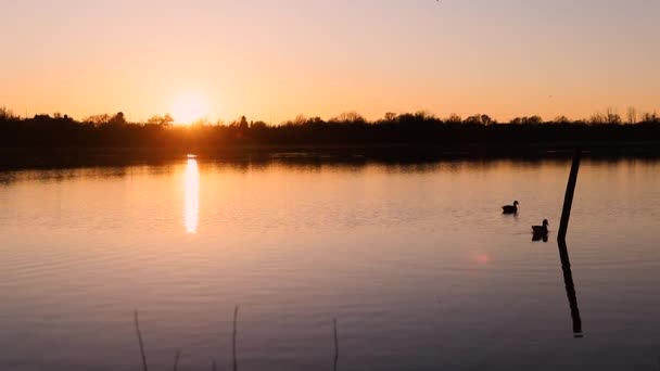 Lago Gentofte Durante Pôr Sol Com Patos Movimento Água Pôr — Vídeo de Stock