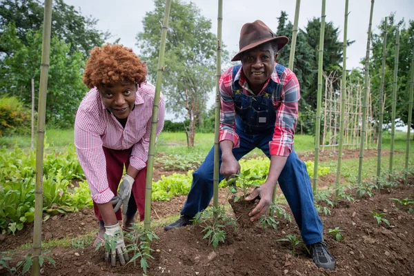 Two farmers work the land and plant some plants, agricultural activity in the fields