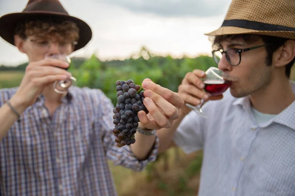 Two farmers sip wine from the vineyard and harvest grapes, wine production