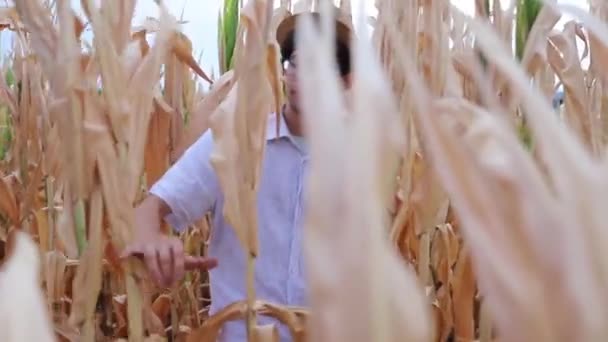 Фермер Работает Кукурузных Полях Пострадавших Засухи Сельскохозяйственного Кризиса Концепции — стоковое видео