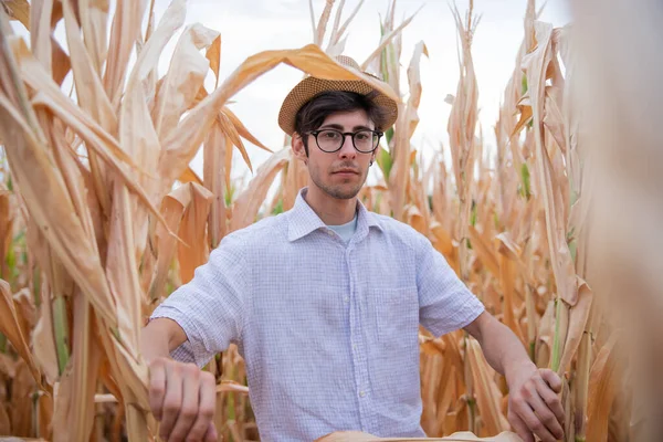 Фермер Його Кукурудзяному Полі Постраждав Від Жахливої Посухи Концепція Посухи — стокове фото