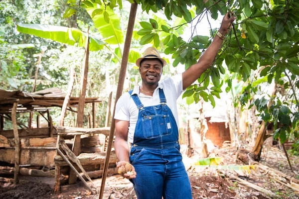 Egy Afrikai Farmer Kola Diót Arat Ültetvényéről Mezőgazdasági Termelésből Afrikában — Stock Fotó