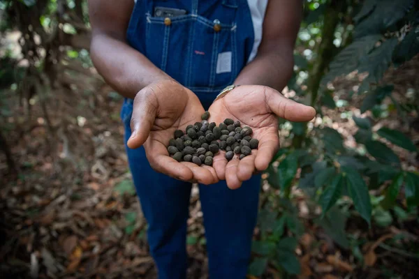 Frissen Betakarított Nyers Kávébab Egy Afrikai Ültetvényen Gazdálkodó Kávétermesztéséből — Stock Fotó
