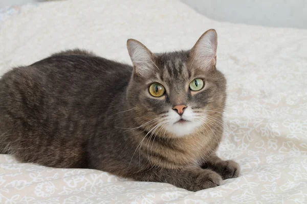 Un gatto grigio con occhi di diversi colori è sdraiato sul letto — Foto Stock