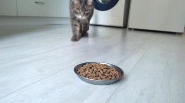 Evcil gri bir kedi kaseye gelir ve kuru kedi maması yemekten zevk alır..