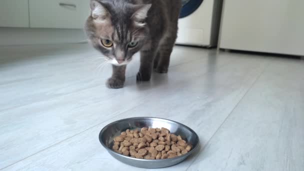 Gri çizgili kedi kuru yemek yemek istemez. — Stok video
