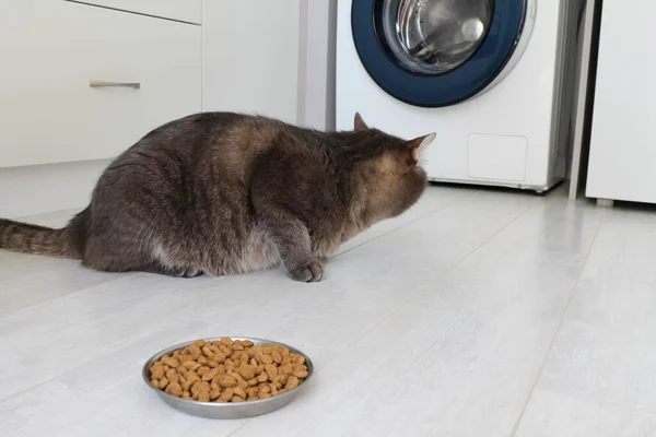 Domestic gray cat turned away from the bowl and refuses to eat dry food