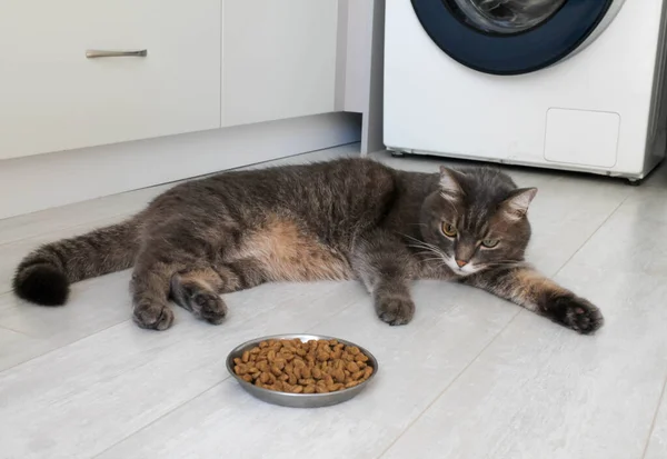 Un gato gris doméstico con ojos diferentes se niega a comer comida seca. Alimento para gatos de mala calidad, enfermedades felinas y falta de apetito — Foto de Stock