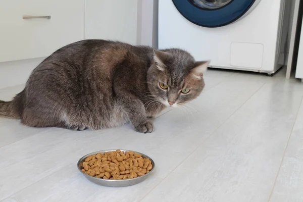 Μια γκρίζα γάτα με διαφορετικά μάτια αρνείται να φάει ξηρά τροφή. Τροφές για γάτες κακής ποιότητας, ασθένειες των αιλουροειδών και κακή όρεξη — Φωτογραφία Αρχείου