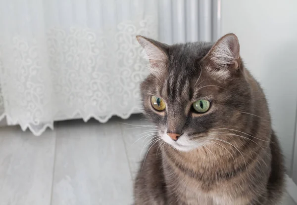 Gato rayado gris con ojos de diferentes colores — Foto de Stock