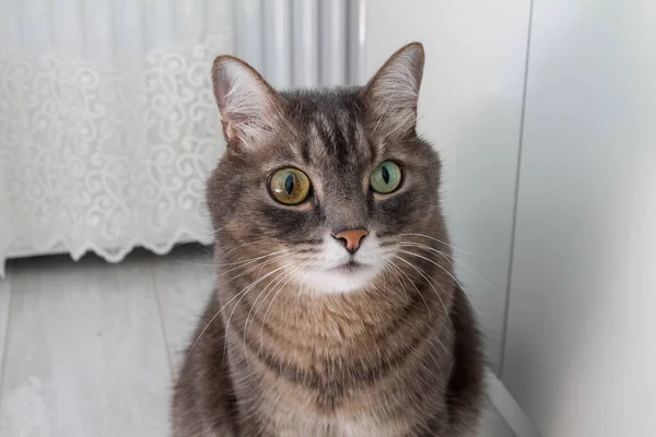 Gatto a strisce grigio con occhi di diversi colori — Foto Stock