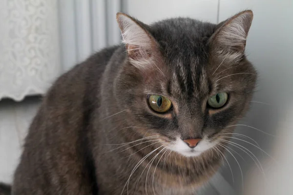 Gatto a strisce grigio con occhi di diversi colori — Foto Stock