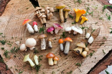 İçini dekore etmek ve dekore etmek için ahşap testereden yapılmış bir tahtadaki polimer kilden farklı mantarlar seti, çocukların motor becerilerinin gelişmesi için minyatür oyuncaklar.. 