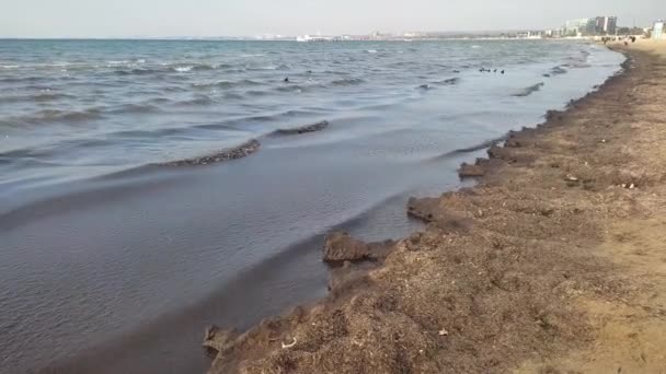 Грязное побережье Черного моря. Экология. Загрязнение окружающей среды. — стоковое видео