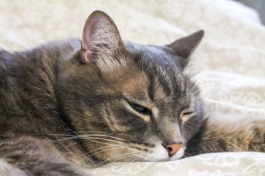Yurt içi gri çizgili kedi yatakta uyuyor.