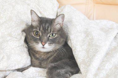 Tatlı gri çizgili evcil kedi. Yatakta farklı gözler var..