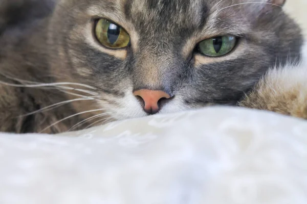 Grazioso gatto domestico a strisce grigie con occhi diversi si trova sul letto. — Foto Stock