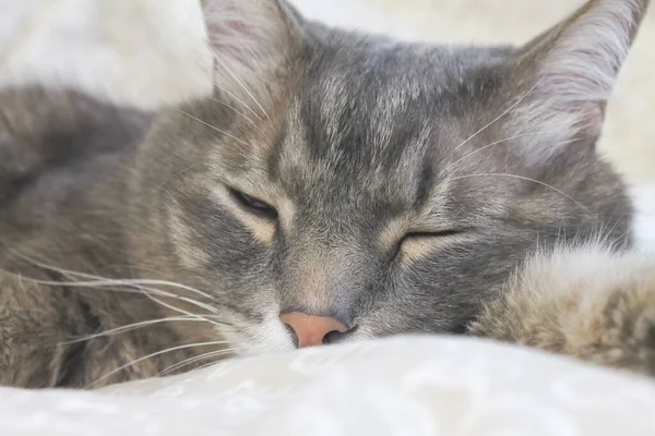 Εγχώρια γκρι ριγέ γάτα κοιμάται στο κρεβάτι — Φωτογραφία Αρχείου
