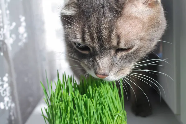 Gato rayas grises domésticos come hierba verde en la ventana, primer plano — Foto de Stock