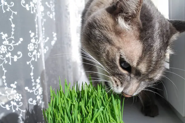 Gato rayas grises domésticos come hierba verde en la ventana, primer plano — Foto de Stock