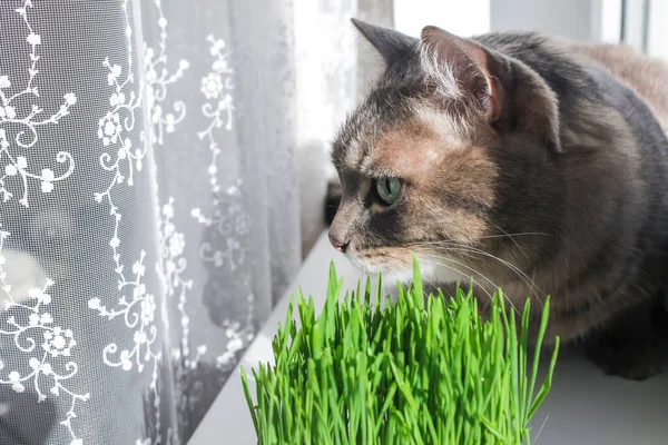 Εγχώρια γκρι ριγέ γάτα και πράσινο γρασίδι στο παράθυρο, κοντινό πλάνο — Φωτογραφία Αρχείου