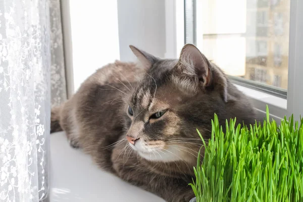 Gato de rayas grises domésticos se sienta en la ventana junto a la hierba jugosa verde — Foto de Stock