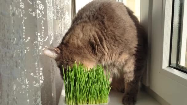 Yurt içi gri çizgili kedi penceredeki yeşil otları yiyor, yakın plan. — Stok video