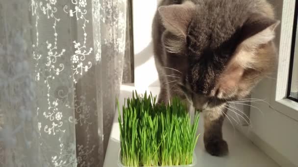 Домашний серый кот в полоску ест зеленую траву на окне, крупным планом — стоковое видео