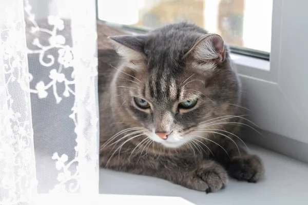 Gato de rayas grises domésticos se encuentra en el alféizar de la ventana y disfruta de los rayos del sol — Foto de Stock