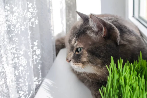 Gatto domestico grigio a strisce mangia erba verde sulla finestra, primo piano — Foto Stock