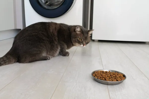 Μια γκρίζα γάτα με διαφορετικά μάτια αρνείται να φάει ξηρά τροφή. Τροφές για γάτες κακής ποιότητας, ασθένειες των αιλουροειδών και κακή όρεξη. — Φωτογραφία Αρχείου