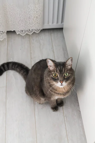 Gray striped cat with eyes of different colors. Cute cat sitting on the floor in the kitchen and waiting for food — Stock Photo, Image