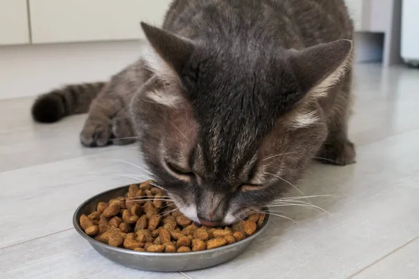 Σπιτική γκρίζα γάτα με όρεξη τρώει ξηρά τροφή από ένα μπολ, κοντινό πλάνο — Φωτογραφία Αρχείου