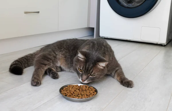 Εγχώρια γκρι ριγέ γάτα μυρίζει ένα φλιτζάνι ξηρή τροφή Εικόνα Αρχείου
