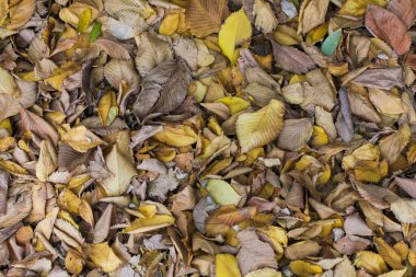 Arka planda sonbahar sarı ve kahverengi yapraklar sessiz pastel renklerde