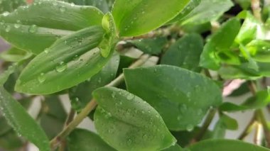 Yapraklarında su damlaları olan yeşil ev bitkisi.