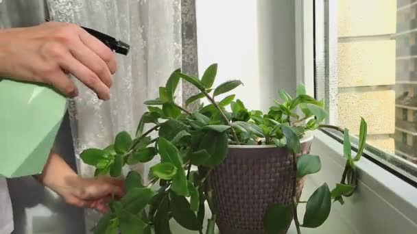 Soins pour les plantes d'intérieur. Une fille pulvérise une plante maison tradescancia — Video
