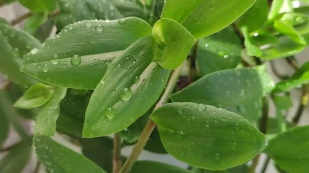 Zimmerpflanze grüne Tradescancia mit Wassertropfen auf den Blättern — Stockvideo