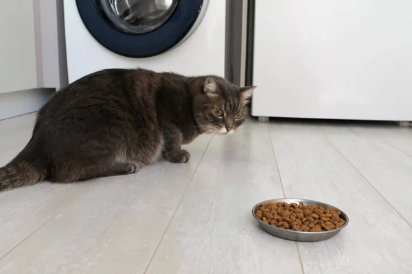 Un gato gris doméstico con ojos diferentes se niega a comer comida seca. Alimento para gatos de mala calidad, enfermedades felinas y falta de apetito. — Foto de Stock