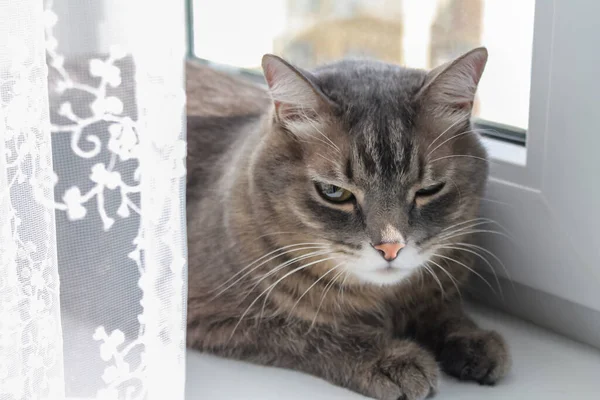 Gato de rayas grises domésticos se encuentra en el alféizar de la ventana y disfruta de los rayos del sol — Foto de Stock