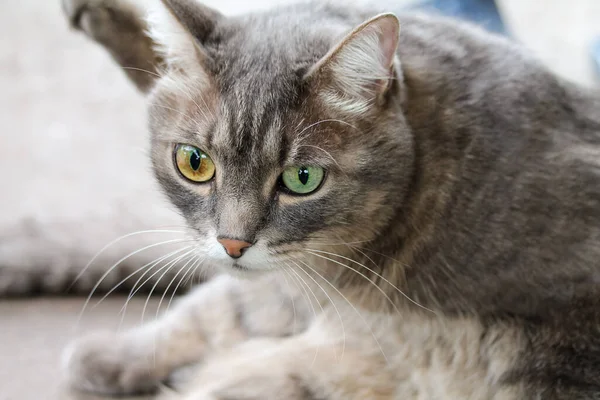 Χαριτωμένο γκρι ριγέ εγχώρια γάτα με διαφορετικά μάτια βρίσκεται στο κρεβάτι. — Φωτογραφία Αρχείου