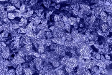 2022 'deki trend renginde çiçek arkaplanı çok peri