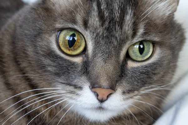 Χαριτωμένο γκρι ριγέ εγχώρια γάτα με διαφορετικά μάτια βρίσκεται στο κρεβάτι. — Φωτογραφία Αρχείου